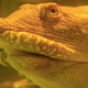 Illustration for article titled This Chinese turtle urinates through its mouth